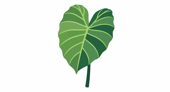 Single green elephant ear leaf with distinct veins, isolated on white