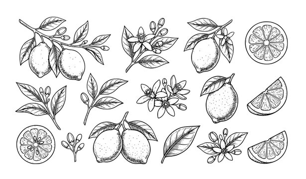 Botanical Lemon Line Art Collection with Flowers Leaves and Citrus Fruit Sketches
