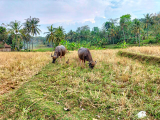 Obraz premium A grup of large water buffalo grazing in a field. Life of buffalo countryside. Selective focus. 