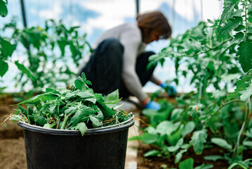 Obraz premium Gardener removing tomato leaves and stepchildren. Formation of bushes of flowering tomato plants, removal of lateral shoots of the plant to increase the harvest of tomatoes.