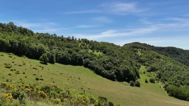 Pendio erboso con arbusti e un fitto bosco che sale verso le colline, sotto un cielo limpido