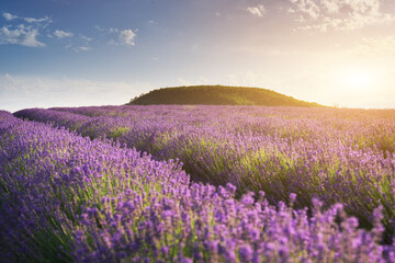 Obraz premium Beautiful blooming lavender field landscape at sunset with rolling green hills in the background. Scenic countryside view of violet flower