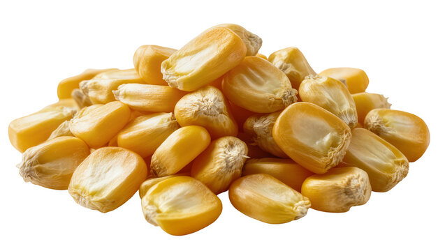 Pile of dried yellow corn kernels