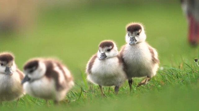 Adorable fluffy baby ducklings standing close together in a lush green grass field during a sunny spring day in nature