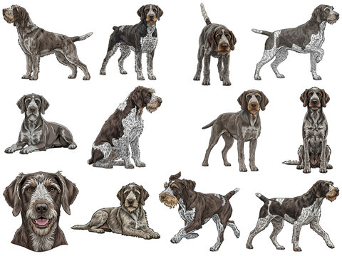 Slovak Rough-haired Pointer dog 12 profile poses collection illustration