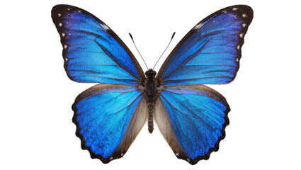 Blue Morpho Butterfly with Vivid Iridescent Wings © Solene