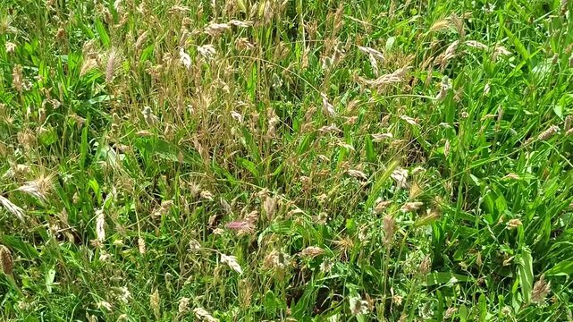 Herbes sauvages dans prairie au printemps