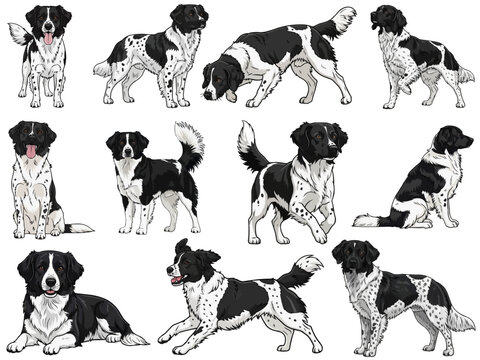 Stabyhoun dog 11 profile poses collection vector illustration