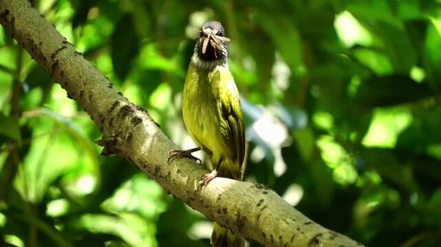Close up of a wild Black-headed Bulbul bird perched on a tree branch holding a caught insect in its beak against a lush green foliage background