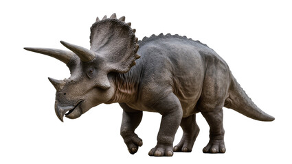 Fototapeta premium Triceratops dinosaur with three horns and frill