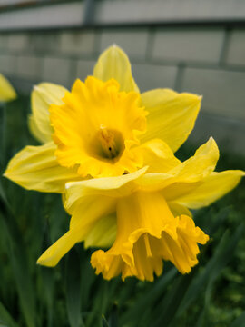 Beautiful yellow daffodil flower blooming in spring garden close up