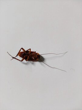 Dead American Cockroach on White Background