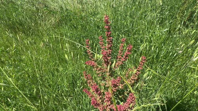 Beautiful Rumex acetosella sheep sorrel wild plant blooming with red flowers in a green meadow. Wide-angle view of medicinal herbal wildflower, capturing professional spring botanical nature scenery.