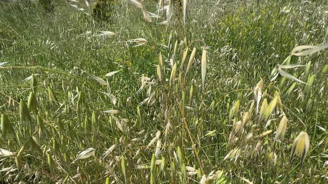 Beautiful Avena sterilis wild oats grass plants growing in a sunny meadow. Wide-angle view of uncultivated cereal spikelets, capturing professional spring botanical nature rural field scenery.
