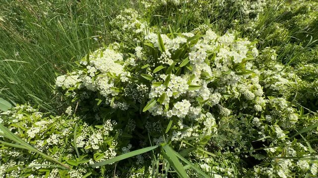 Beautiful Pyracantha angustifolia narrowleaf firethorn bush blooming with white flowers. Close-up of ornamental evergreen shrub foliage, capturing professional spring botanical garden videos.
