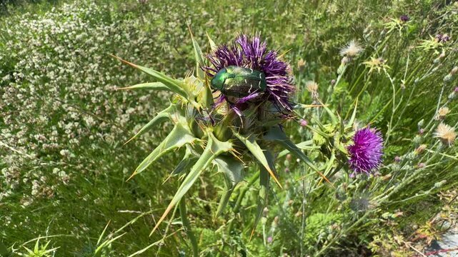 Beautiful Silybum marianum milk thistle flower with a metallic green Cetonia aurata rose chafer beetle. Close-up of purple wildflower and insect capturing entomology and wild botanical nature.