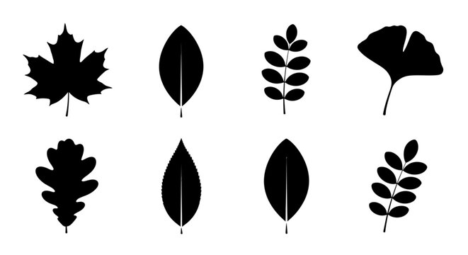 Black silhouettes of various tree leaves including maple oak and ginkgo
