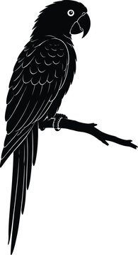 Parrot Perched on a Tree Branch Black Silhouette Vector