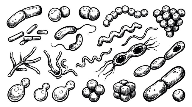 Diverse hand-drawn black and white bacteria and virus cells illustration, showcasing various microscopic shapes and structures on a clean white background