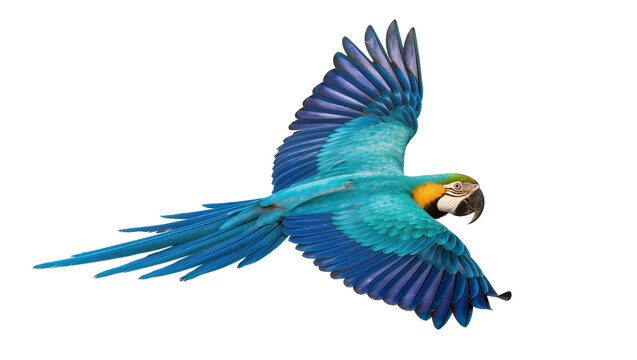 Blue and yellow macaw parrot flying with wings spread