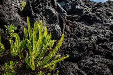 Vibrant green fern plants growing from black volcanic lava rock, symbolizing resilience and new life in a harsh natural environment, close-up shot with bright sunlight. © Studio