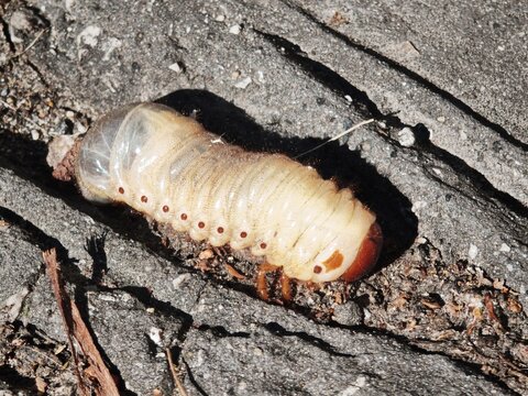 European Rhinoceros beetle larva (Oryctes nasicornis) crawling on the ground