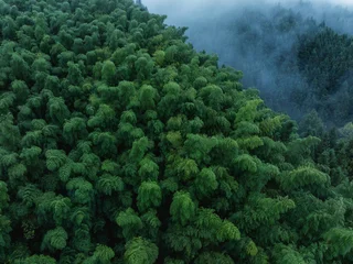 Fotobehang Bamboe Aerial view of beautiful bamboo forest mountain landscape  © lzf