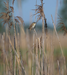 Rokitniczka (Acrocephalus schoenobaenus) śpiewająca z otwartym dziobem na łodydze trzciny w trzcinowisku. © Joanna