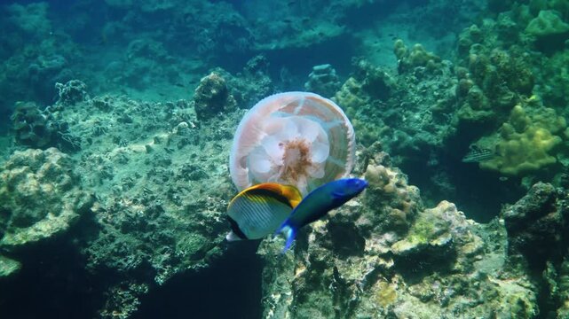Threadfin butterflyfish Chaetodon auriga swimming near jellyfish, tropical coral reef ecosystem, clear blue water, marine biology study, underwater documentary background