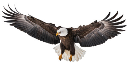 Fototapeta premium Bald eagle with wings spread wide, flying forward