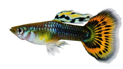 Colorful male guppy fish with large finnage © Ari