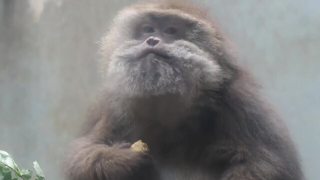 Close up Gelada Baboon Eating an apple