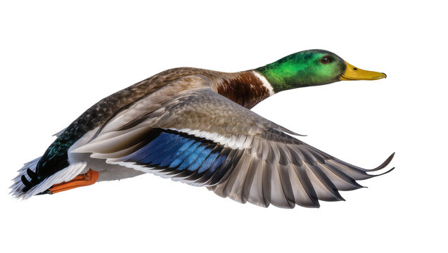 Mallard duck male flying with wings spread