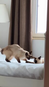 Siamese cats fighting gently on white bed indoor 
