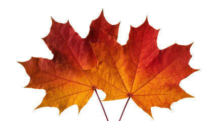 Fototapeta premium Autumn Maple Leaves Red Orange Gradient