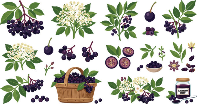 Elderberry Organic Botanical Clip Art Collection with Fresh Berries Flowers Leaves Basket and Syrup for Health and Wellness Packaging