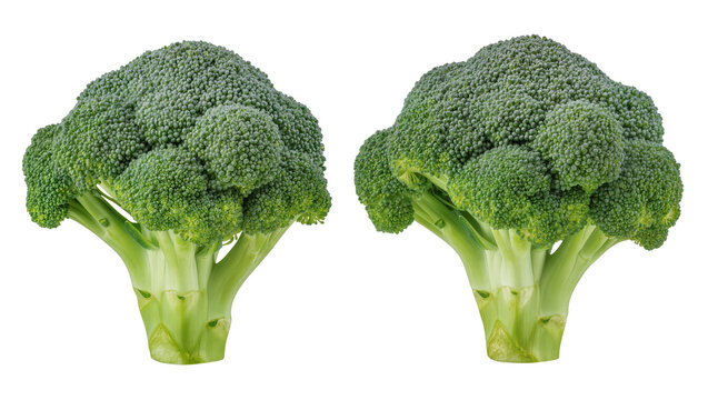 Two fresh green broccoli florets with thick stems