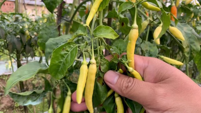 Hand picking fresh yellow chili peppers from the plant in a farm garden