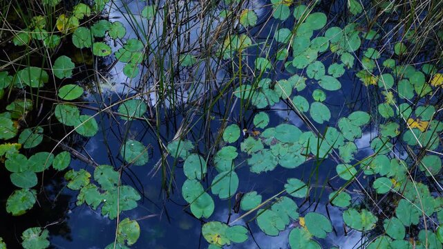 Water lilies in the Lobos River. Lobos River Canyon Natural Park, Burgo de Osma region, Soria, Castile and Le&oacute;n, Spain, Europe