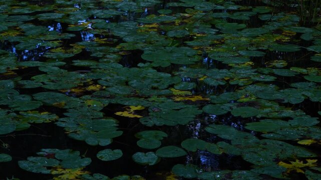 Water lilies in the Lobos River. Lobos River Canyon Natural Park, Burgo de Osma region, Soria, Castile and Le&oacute;n, Spain, Europe