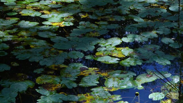 Water lilies in the Lobos River. Lobos River Canyon Natural Park, Burgo de Osma region, Soria, Castile and Le&oacute;n, Spain, Europe