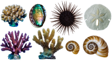 Collection of marine life coral abalone shell sea urchin sand dollar, and snail shells © Ari