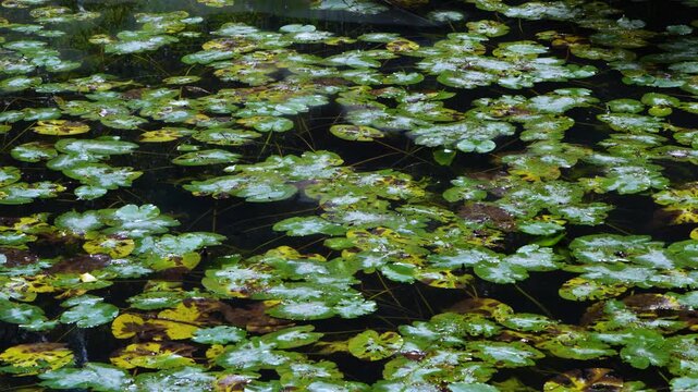Water lilies in the Lobos River. Lobos River Canyon Natural Park, Burgo de Osma region, Soria, Castile and Le&oacute;n, Spain, Europe
