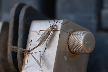Fototapeta premium Two crane flies resting on a weathered metal latch
