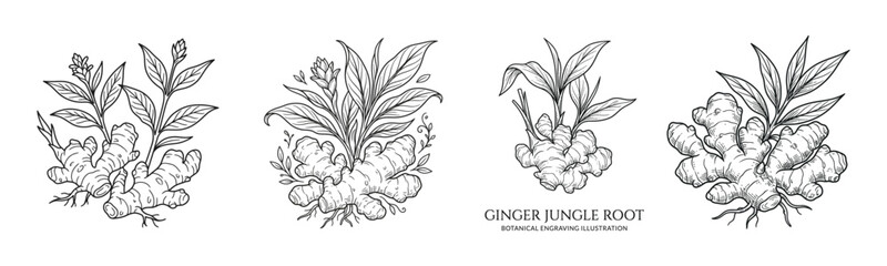 Fototapeta premium Hand drawn ginger jungle root botanical engraving collection with detailed rhizomes and leaves for herbal medicine, tea packaging and organic branding design