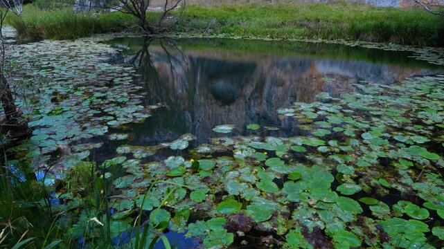 Water lilies in the Lobos River. Lobos River Canyon Natural Park, Burgo de Osma region, Soria, Castile and Le&oacute;n, Spain, Europe