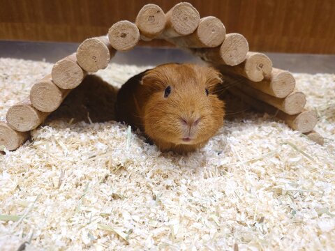 Cute guinea pig peeking out from under a wooden log arch tunnel