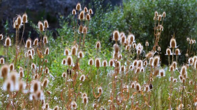 Landscapes in the Lobos River Canyon from Ucero, Burgo de Osma region, Soria, Castile and Leon, Spain, Europe
