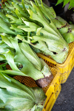 Tropical Staghorn fern plant genus of epiphytic ferns known as Platycerium for sale at Chatuchak plant market in Bangkok, exotic plants used for landscaping design and prized for ornamental qualities