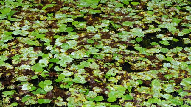 Water lilies in the Lobos River. Lobos River Canyon Natural Park, Burgo de Osma region, Soria, Castile and Le&oacute;n, Spain, Europe